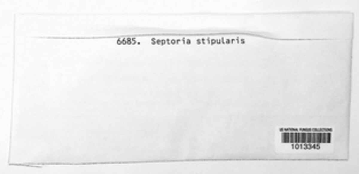 Septoria stipularis image